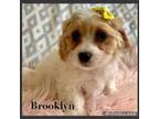 Cavachon Puppy for sale in Millersburg, OH, USA