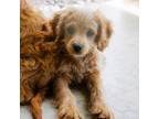 Cavapoo Puppy for sale in Baileyville, KS, USA