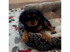 Cavalier King Charles Spaniel Puppy for sale in Elk Grove, CA, USA