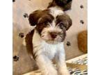 Havanese Puppy for sale in Orlando, FL, USA