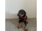 Doberman Pinscher Puppy for sale in La Porte, TX, USA