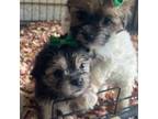 Mutt Puppy for sale in Augusta, GA, USA