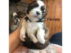Shih Tzu Puppy for sale in Brainerd, MN, USA