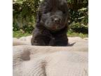 Newfoundland Puppy for sale in Elizabethtown, KY, USA