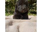 Gray and White Newfoundlands