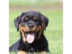 Rottweiler Puppy for sale in Newville, PA, USA