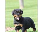 Rottweiler Puppy for sale in Newville, PA, USA