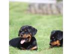 Rottweiler Puppy for sale in Newville, PA, USA