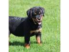 Rottweiler Puppy for sale in Newville, PA, USA