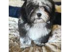 Shih-Poo Puppy for sale in Houston, TX, USA