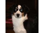 Miniature Australian Shepherd Puppy for sale in Tucson, AZ, USA