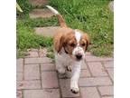 Welsh Springer Spaniel Puppy for sale in Calimesa, CA, USA