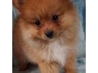 Pomeranian Puppy for sale in Knox, PA, USA