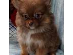 Pomeranian Puppy for sale in Knox, PA, USA