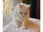Blanca, Domestic Shorthair For Adoption In Bowling Green, Kentucky