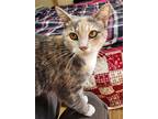 Pixy Stix *, Domestic Shorthair For Adoption In Bowling Green, Kentucky