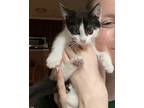 Molly The Prettiest Kitten, Domestic Shorthair For Adoption In Brooklyn