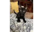 Bailey And Guinness!, Domestic Shorthair For Adoption In Brooklyn, New York