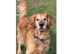 Turner, Golden Retriever For Adoption In Indianapolis, Indiana