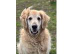 Cj, Golden Retriever For Adoption In Indianapolis, Indiana