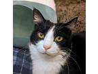 Clarence, Domestic Shorthair For Adoption In Whitewater, Wisconsin