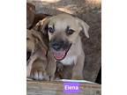 Elena, Labrador Retriever For Adoption In Collegeville, Pennsylvania