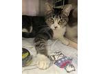 Paint, Domestic Shorthair For Adoption In Clinton, Tennessee
