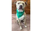 Main Squeeze, American Pit Bull Terrier For Adoption In The Colony, Texas