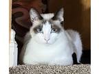 Ishia, Siamese For Adoption In Long Beach, California