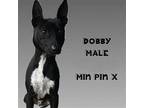 Dobby, Miniature Pinscher For Adoption In Chantilly, Virginia