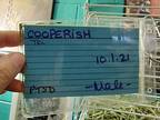 Cooperfish, Guinea Pig For Adoption In Salisbury, Massachusetts