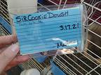 Sir Cookiedough, Guinea Pig For Adoption In Salisbury, Massachusetts