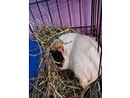 Chipee, Guinea Pig For Adoption In Salisbury, Massachusetts