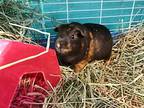 Pancakers, Guinea Pig For Adoption In Salisbury, Massachusetts