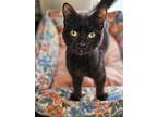 Ebony, Domestic Shorthair For Adoption In West Branch, Michigan