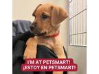 Alivia, American Pit Bull Terrier For Adoption In Carrollton, Texas