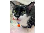 Meadow, Domestic Shorthair For Adoption In Guelph, Ontario