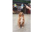 Hosanna (mid-east) Yo, Golden Retriever For Adoption In Langley