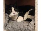 Apple, Domestic Shorthair For Adoption In Castlegar, British Columbia