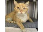 Hunter, Domestic Shorthair For Adoption In Palm Springs, California