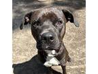Smoke, American Pit Bull Terrier For Adoption In Oakland, California
