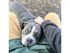 Souffle, American Pit Bull Terrier For Adoption In Oakland, California