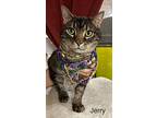 Jerry, Domestic Shorthair For Adoption In Valley Park, Missouri