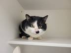 Olson, Domestic Shorthair For Adoption In Augusta, Maine