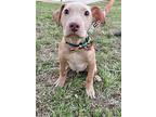 Drew, Labrador Retriever For Adoption In Olive Branch, Mississippi