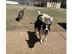 Hudson, Staffordshire Bull Terrier For Adoption In Zuni, Virginia