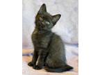 Parvati, Domestic Shorthair For Adoption In Wausau, Wisconsin