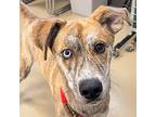 Burt Reynolds, Terrier (unknown Type, Medium) For Adoption In Des Moines, Iowa
