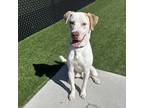 Benny, Labrador Retriever For Adoption In Atlanta, Georgia