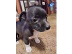 Shawana, Terrier (unknown Type, Small) For Adoption In San Antonio, Texas